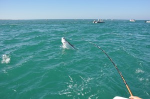 Easter tarpon BG