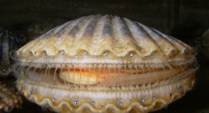 Argopecten_irradians